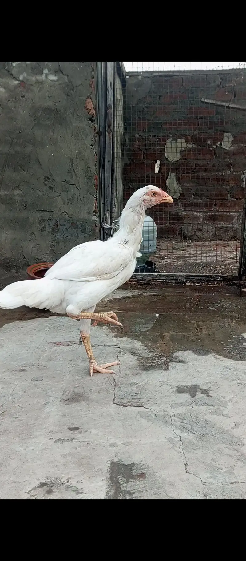 aseel pathia for sale — photo 4