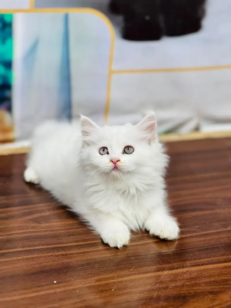 Cash on delivery persian cats & Kittens Available- Healthy & Playfull — photo 3