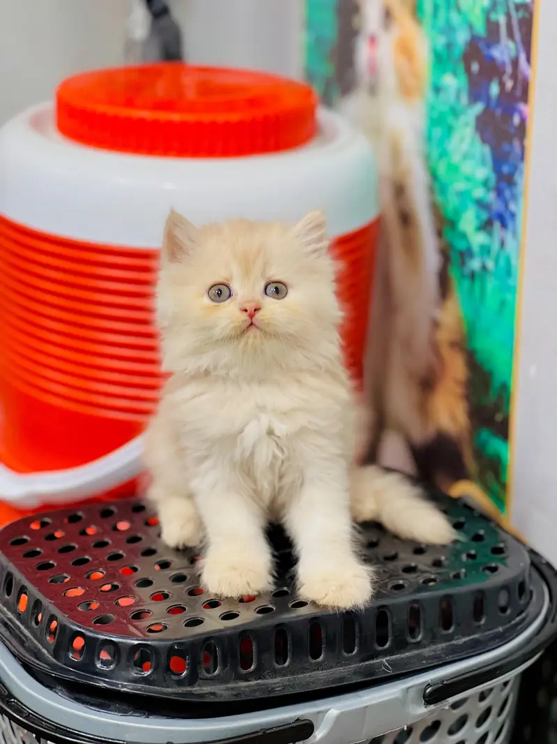 Cash on delivery persian cats & Kittens Available- Healthy & Playfull — photo 4