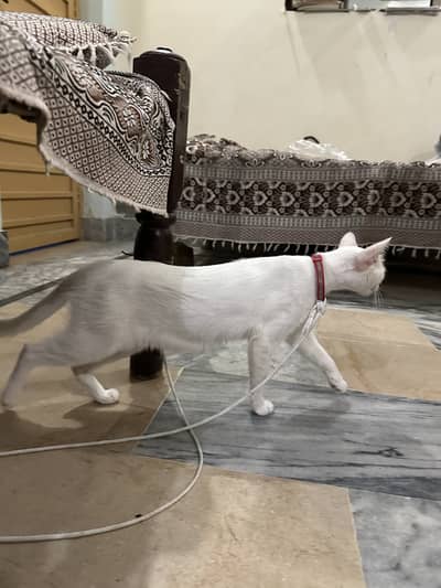 White long body cat