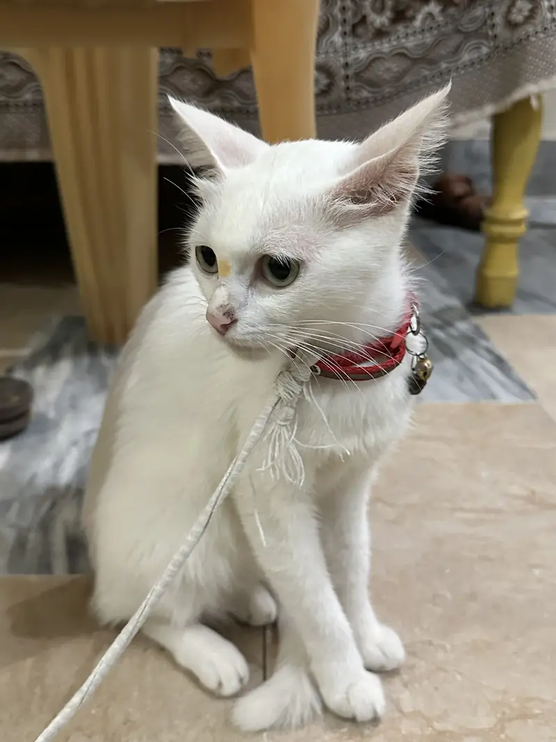 White long body cat — photo 2