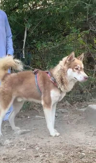pure husky