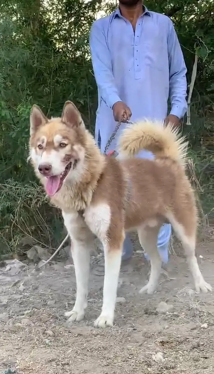 pure husky — photo 2