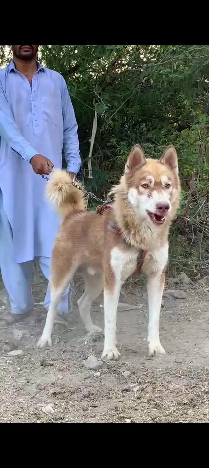 pure husky — photo 3