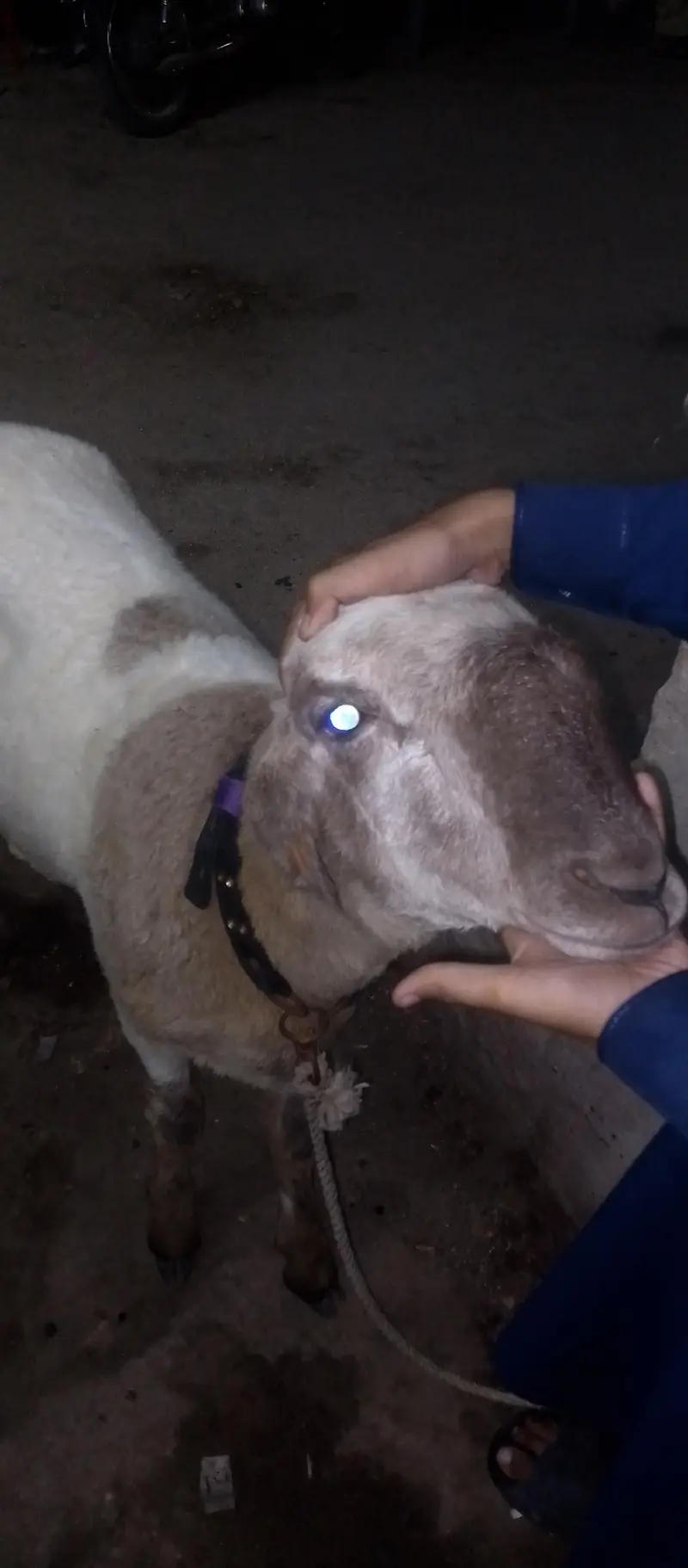sheep