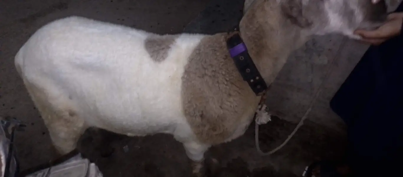 sheep — photo 3