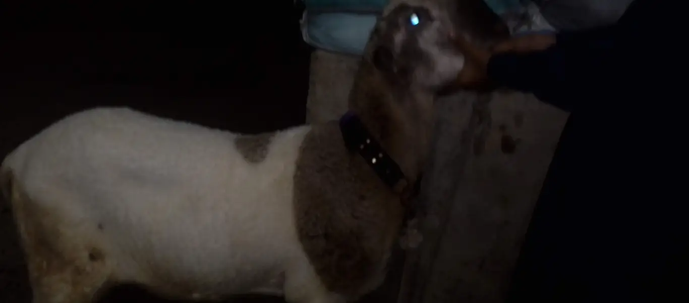 sheep — photo 4