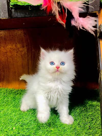 Cash on delivery persian cats & Kittens Available- Healthy & Playfull
