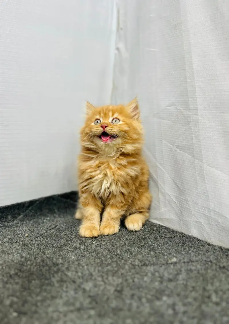 Cash on delivery persian cats & Kittens Available- Healthy & Playfull — photo 12