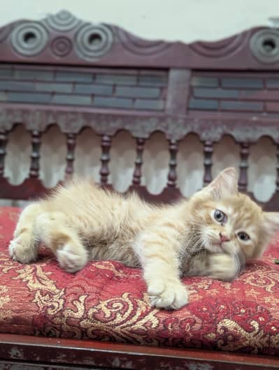Female Ginger Persian triple coated kitten