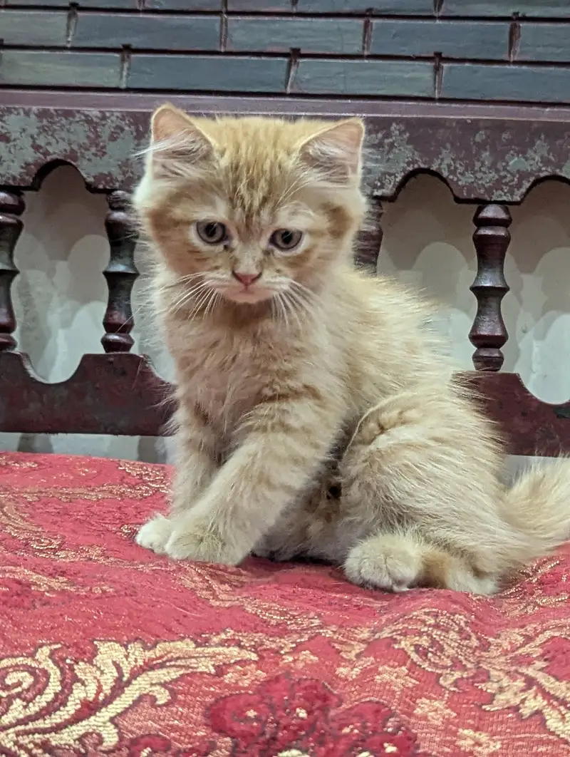 Female Ginger Persian triple coated kitten — photo 2