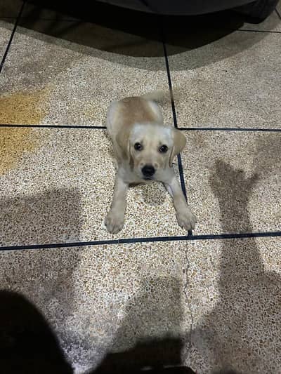 Labrador puppies for sale