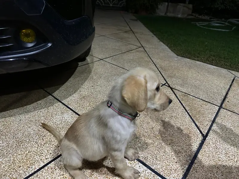 Labrador puppies for sale — photo 2