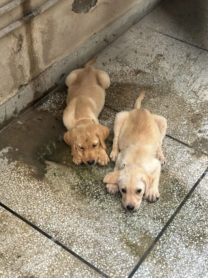 Labrador puppies for sale — photo 3