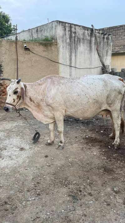 Sahiwal and Australian Cross