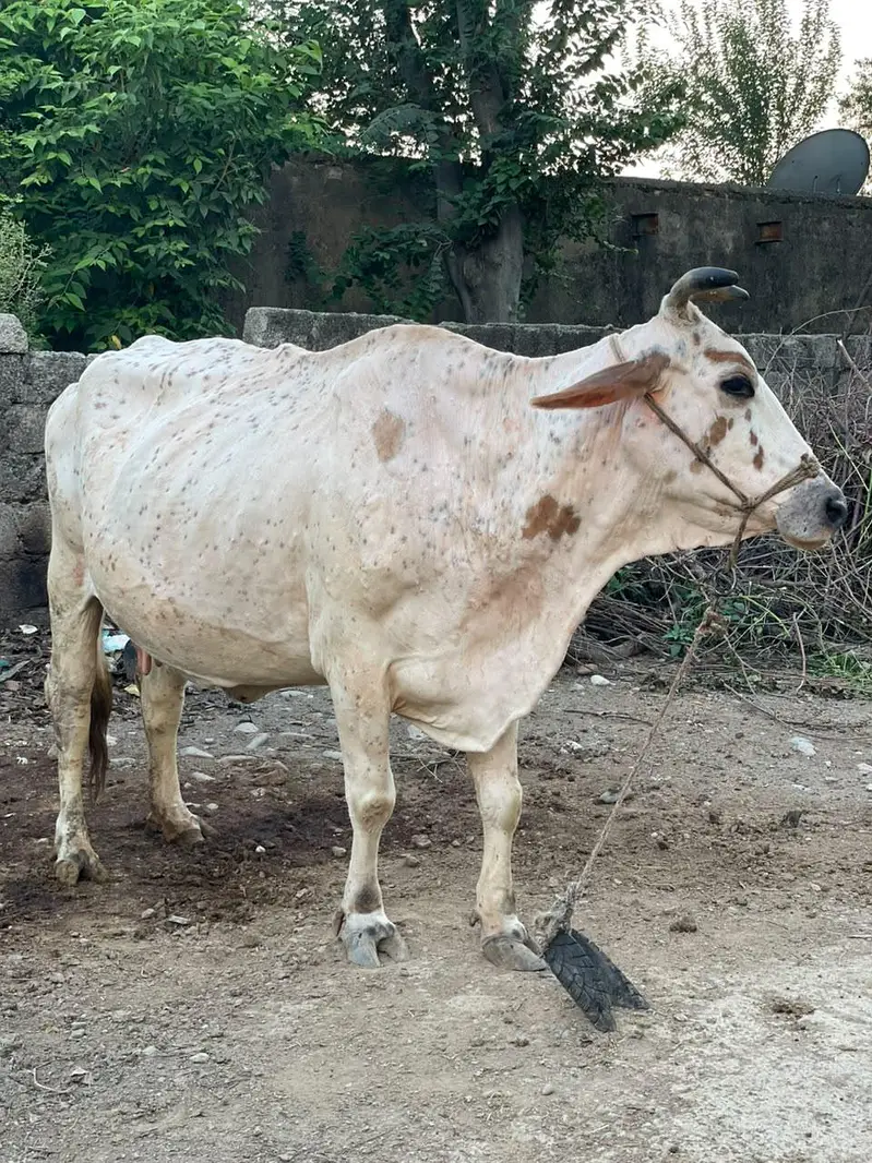 Sahiwal and Australian Cross — photo 2