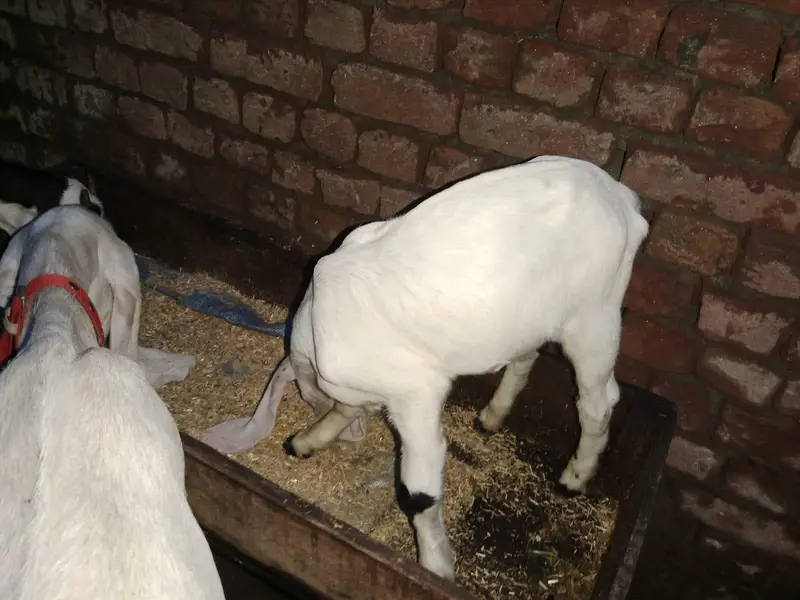 pure Rajan puri bkri Sath male bcha — photo 3