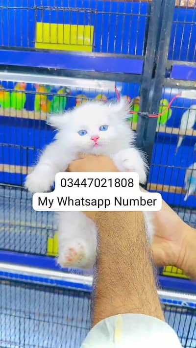 Persian kittens for sale