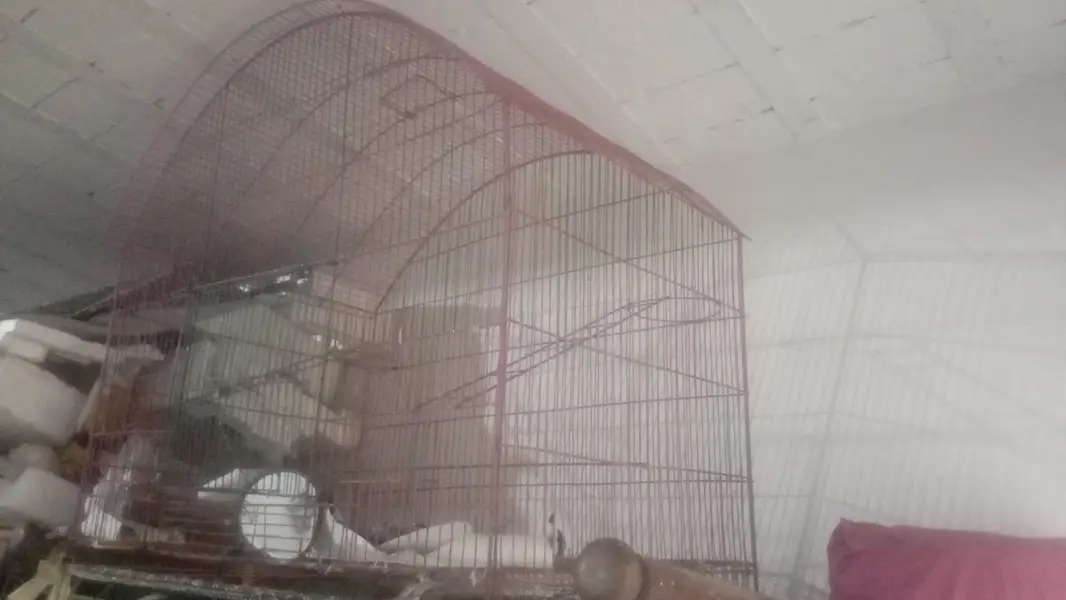 cage for sale 03054636833 — photo 3