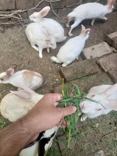 Rabbits For Sale