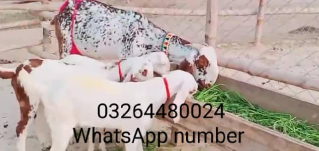 teen bacchon wali desi bakri for sale
