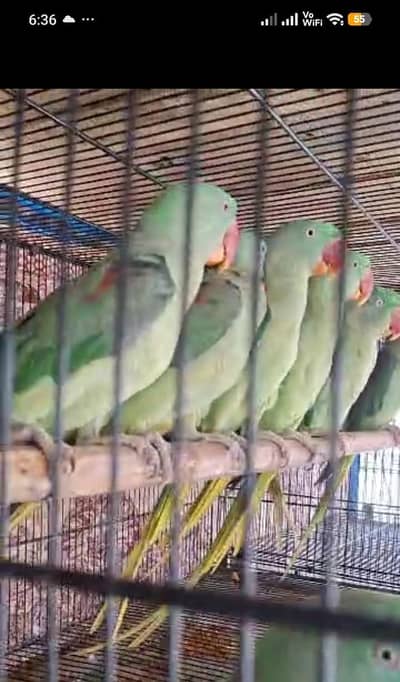 raw breeder pair