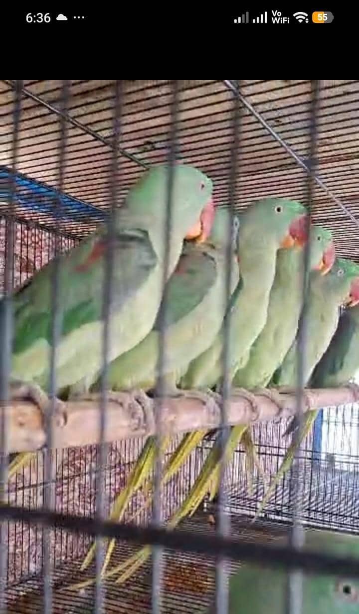 raw breeder pair 0