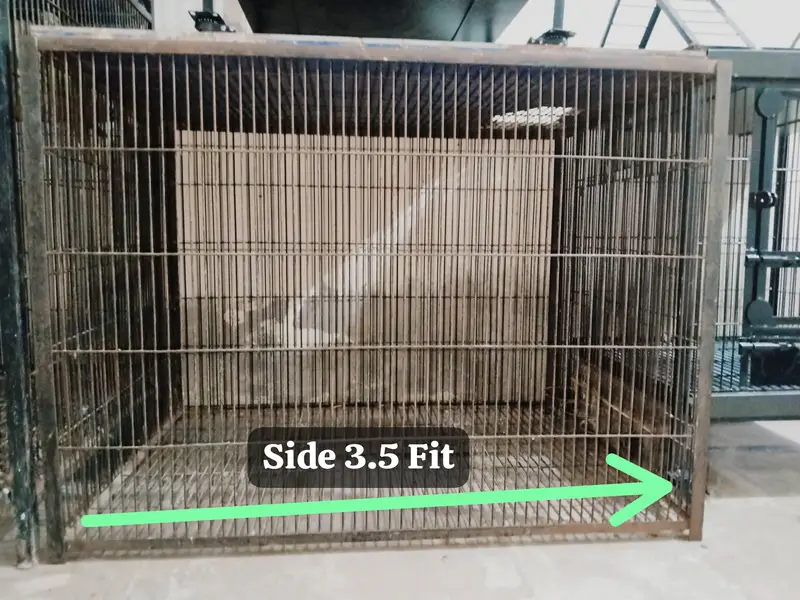 Big cage call 03217242445 — photo 2