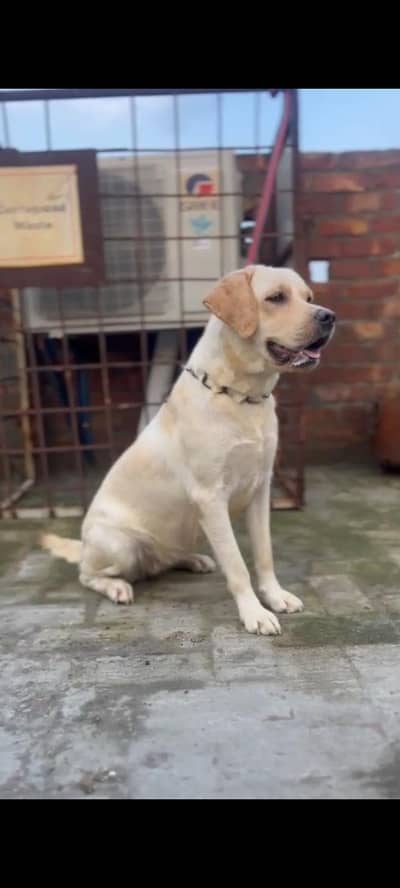 Labrador female