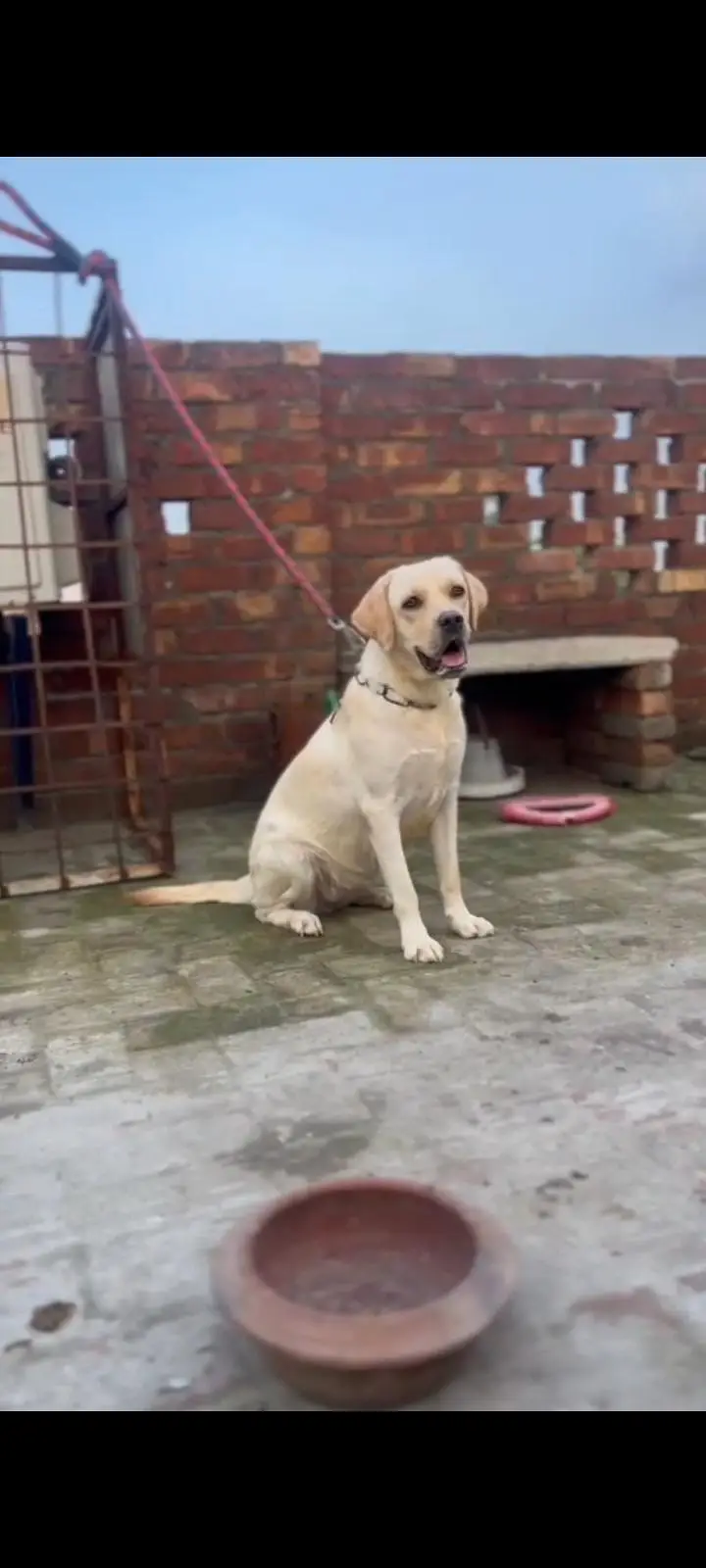 Labrador female — photo 2