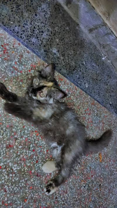 Persian cat 2 month age