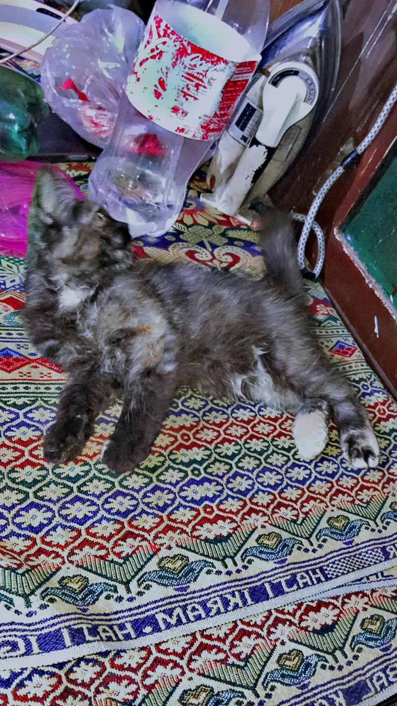 Persian cat 2 month age — photo 2