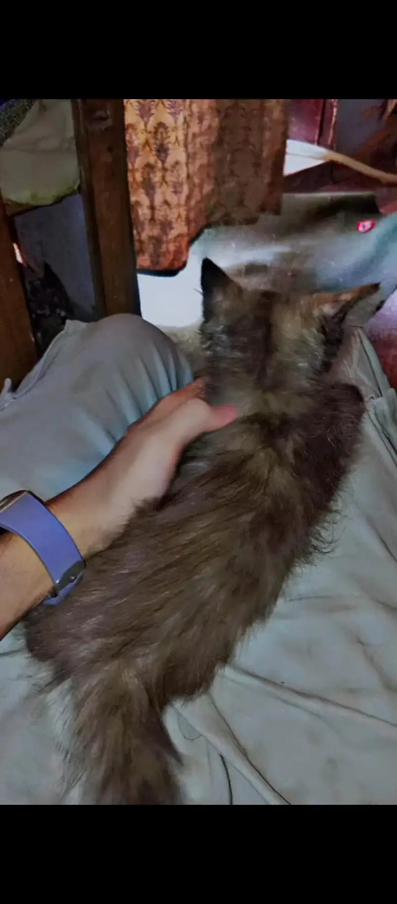 Persian cat 2 month age — photo 3