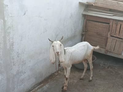 white bakri