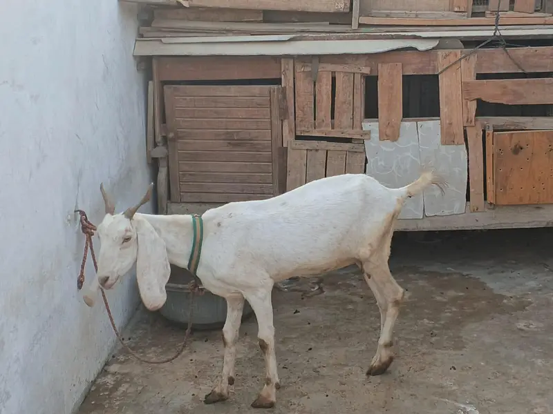 white bakri — photo 2