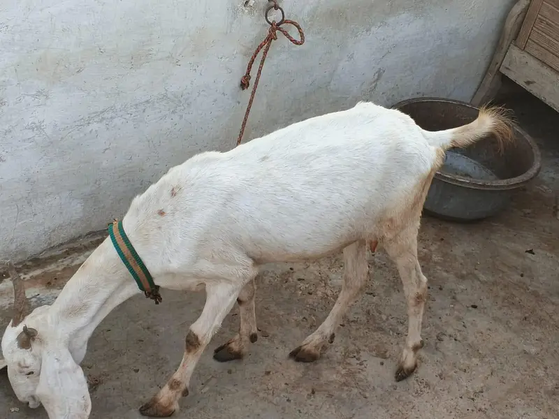 white bakri — photo 3