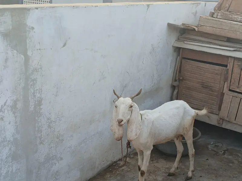 white bakri — photo 4