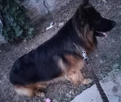 German shepherd long coat