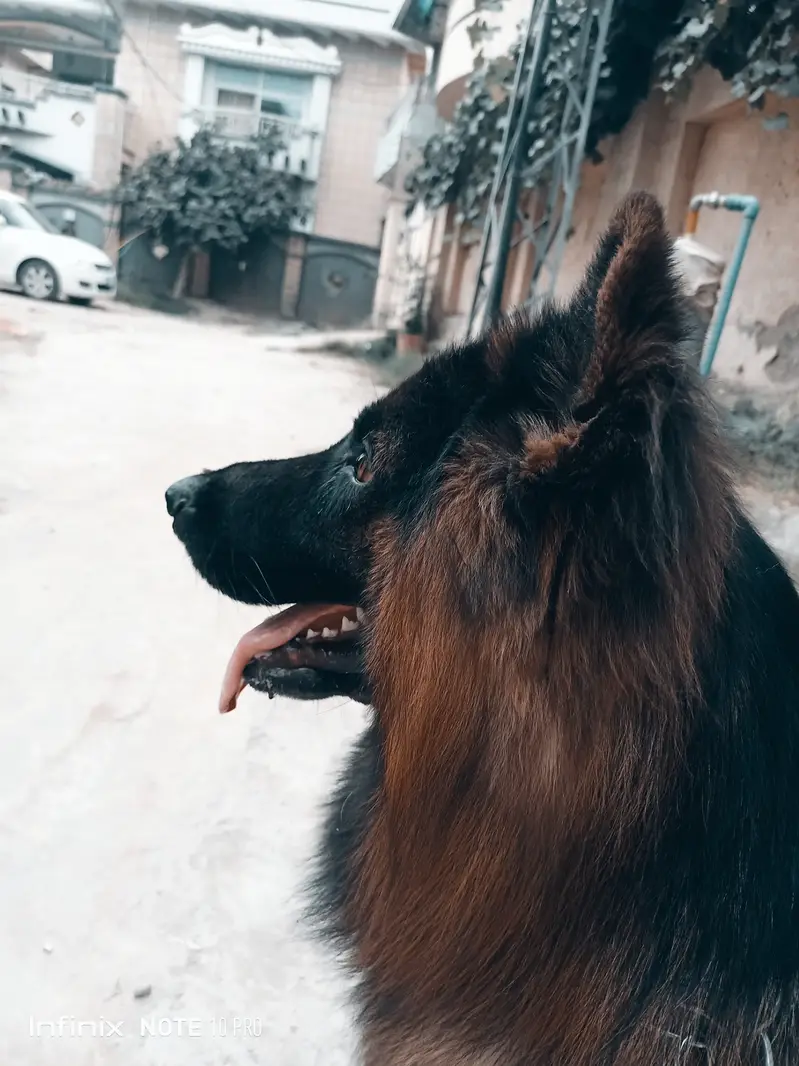 German shepherd long coat — photo 2