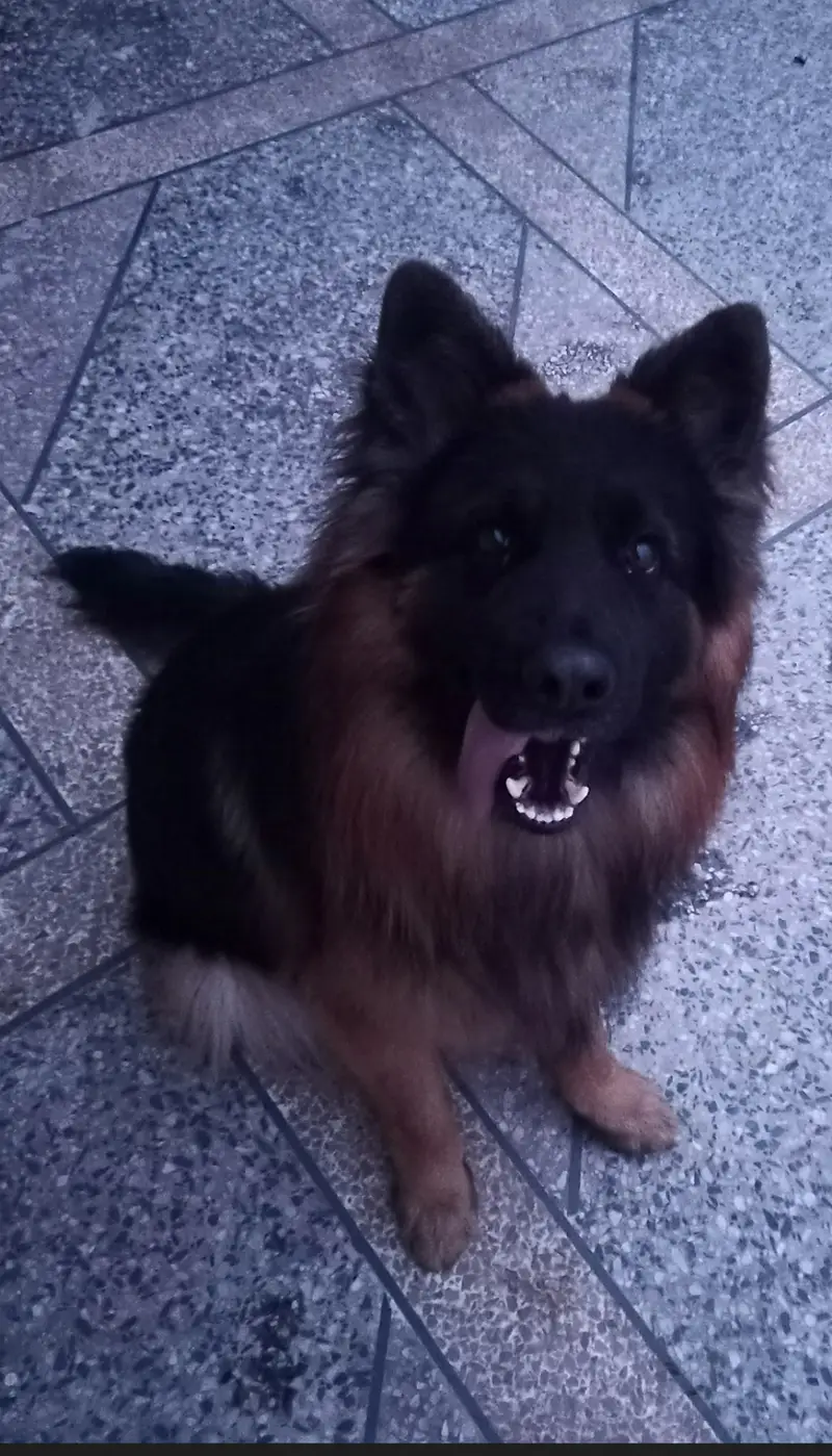 German shepherd long coat — photo 3