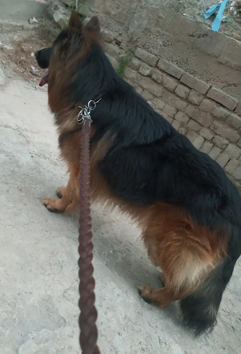 German shepherd long coat — photo 4