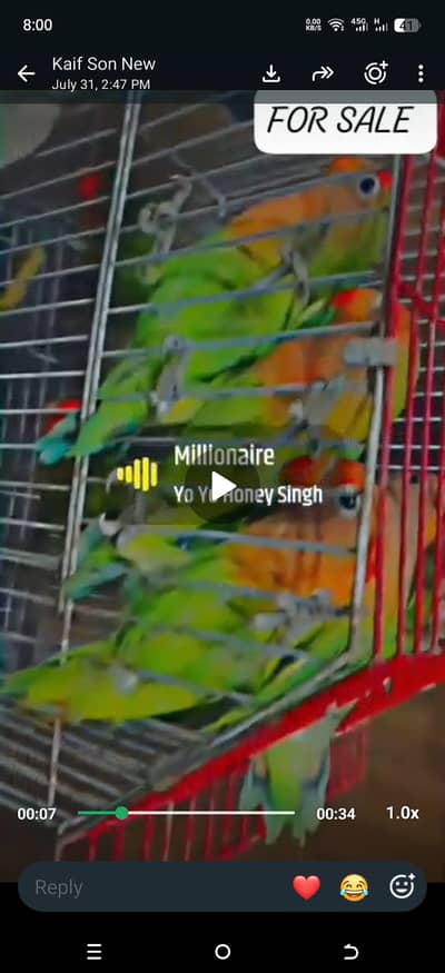 Parrots are sale