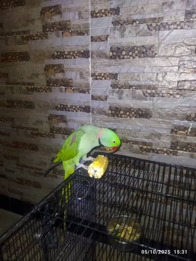 Breeding Pair of Raw Parrots is for Sale