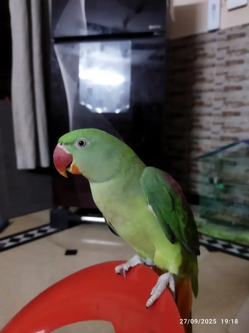 Breeding Pair of Raw Parrots is for Sale — photo 2