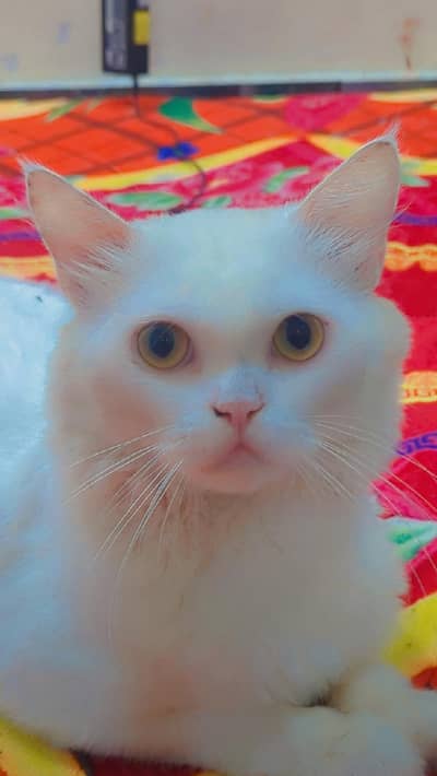 Male Persian cat