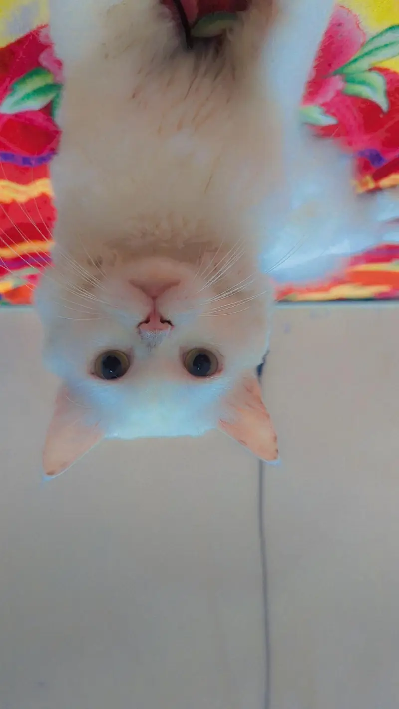 Male Persian cat — photo 2