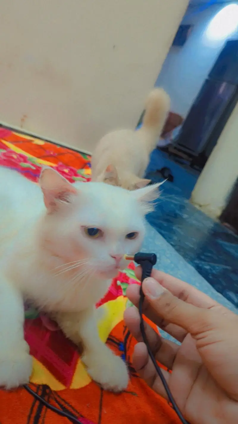 Male Persian cat — photo 4