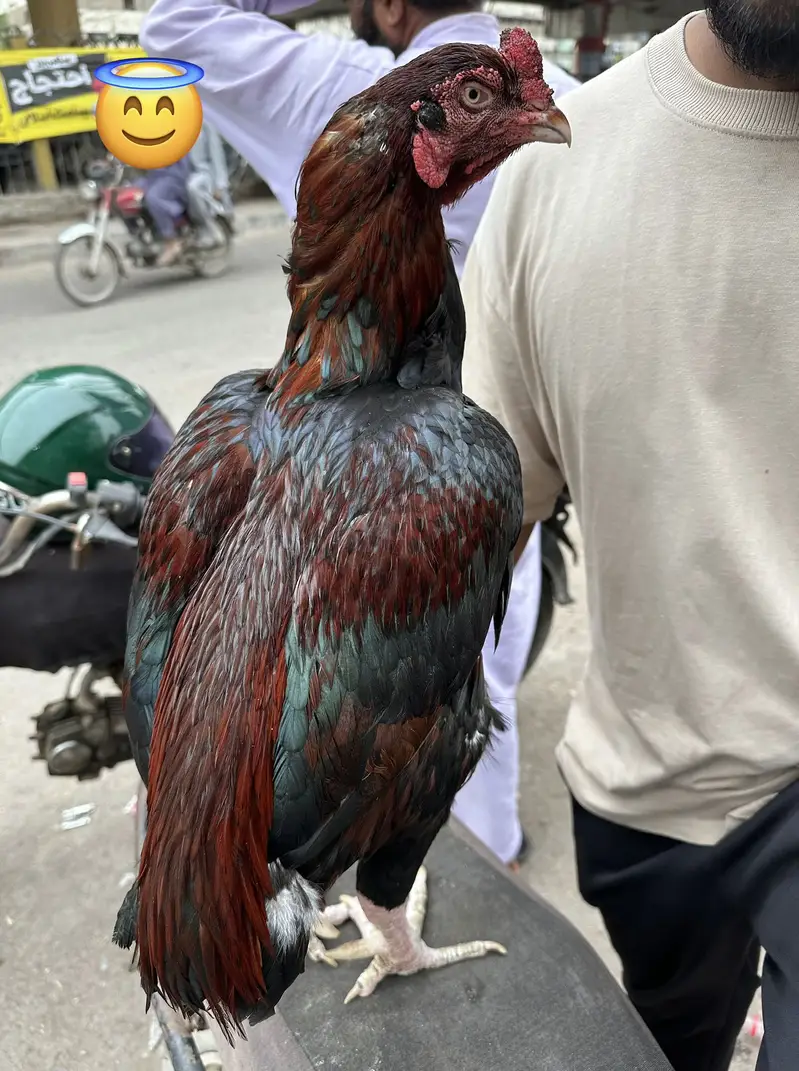 Punjab nasal heavy aseel — photo 2