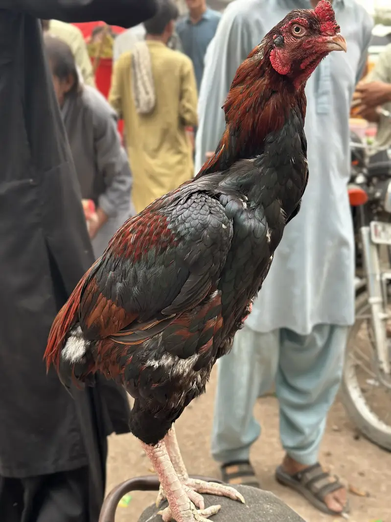 Punjab nasal heavy aseel — photo 4