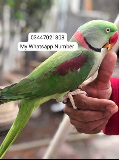 Kashmiri Raw Parrot Urgent For Sale